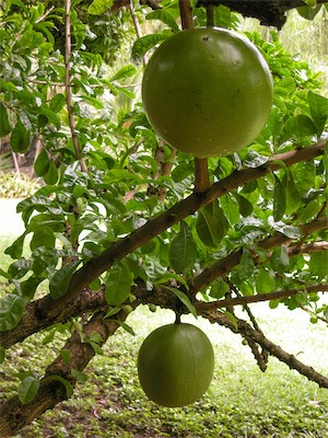 Breadfruit, Artocarpus Altilis