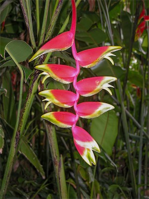 False Bird of Paradise, Lobster Claw, Heliconia humilis
