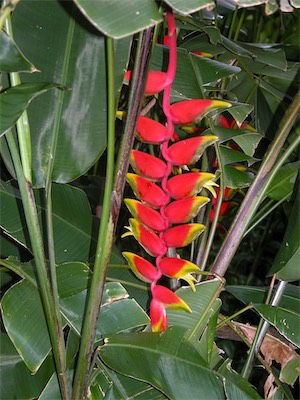 False Bird of Paradise, Lobster Claw, Heliconia humilis