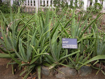 Aloe, Liliaceae, Aloe Vera