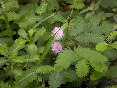 Leguminosae, Mimosa Pudica