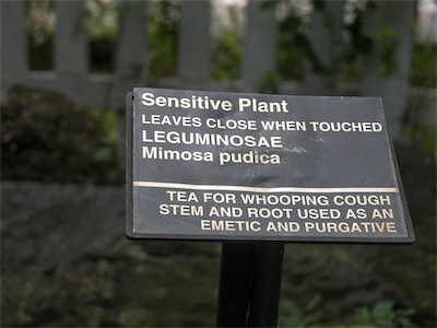 Leguminosae, Mimosa Pudica