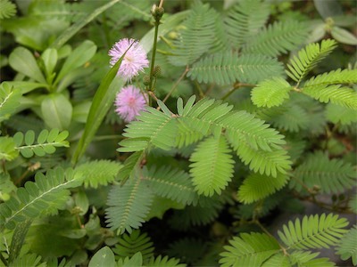 Leguminosae, Mimosa Pudica