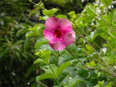 Purple Allamanda