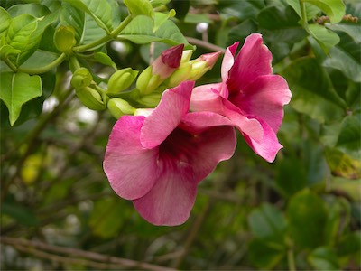 Purple Allamanda