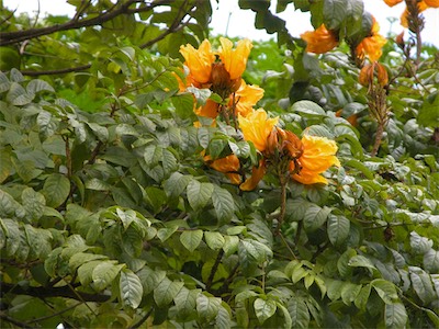 Spathodea Campanulata