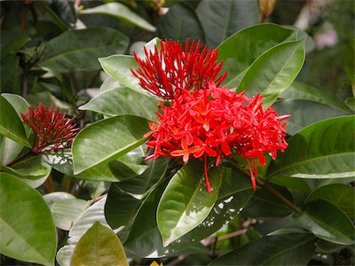 Scarlet Jungleflame, Family Rubiaceae