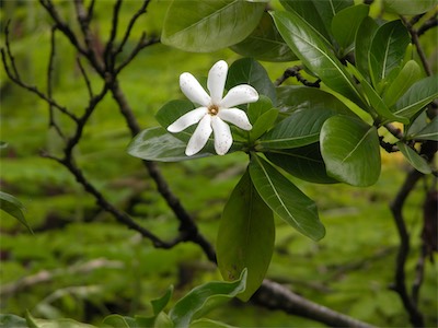 Guava, Psidium Guajava