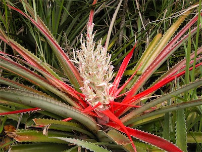 Bromelia Pinguin - Wild Pineapple