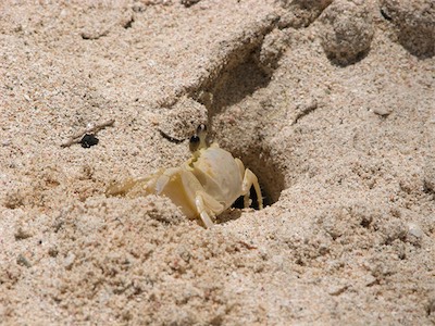 Atlantic ghost crab (Ocypode quadrata) emerging from its burrow,Smuggler's Cove, Tortola