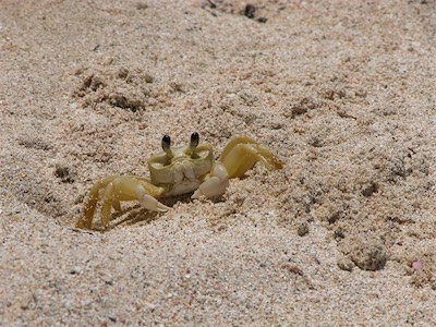 Atlantic ghost crab (Ocypode quadrata), Smuggler's Cove, Tortola, British Virgin Islands