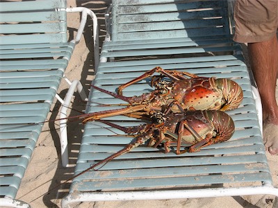 Spiny lobster at Smuggler's Cove