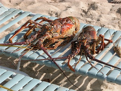 Spiny lobster at Smuggler's Cove