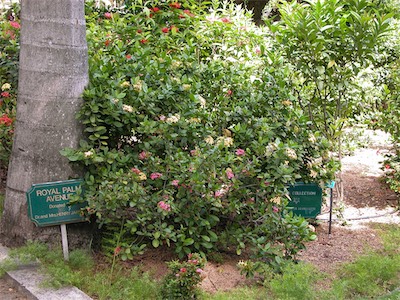 Botanical Gardens, Road Town, Tortola, British Virgin Islands