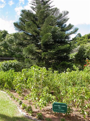 Botanical Gardens, Road Town, Tortola, British Virgin Islands