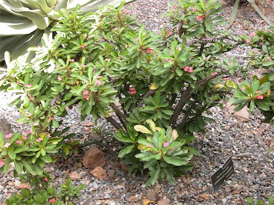 Botanical Gardens, Road Town, Tortola, British Virgin Islands