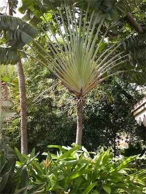 Botanical Gardens, Road Town, Tortola, British Virgin Islands