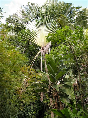 Botanical Gardens, Road Town, Tortola, British Virgin Islands