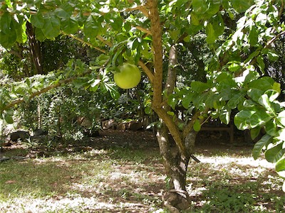 Botanical Gardens, Road Town, Tortola, British Virgin Islands