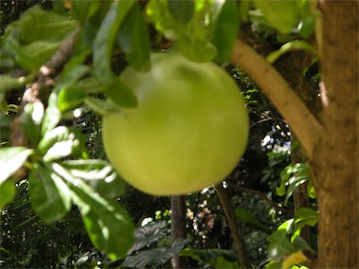 Botanical Gardens, Road Town, Tortola, British Virgin Islands
