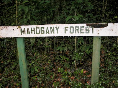 Sage Mountain, National Park, Tortola, British Virgin Islands