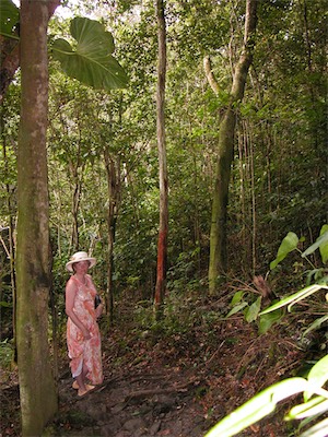 Sage Mountain, National Park, Tortola, British Virgin Islands