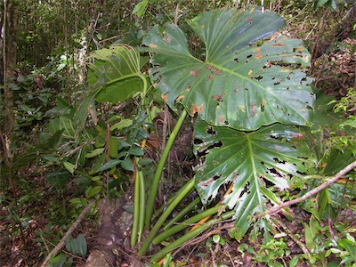 Sage Mountain, National Park, Tortola, British Virgin Islands