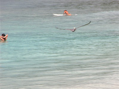 Pelicans in Smuggler's Cove