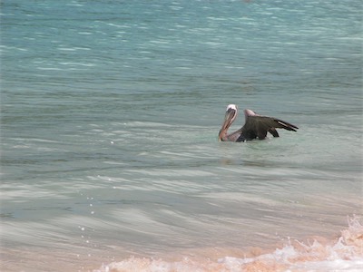 Pelicans in Smuggler's Cove