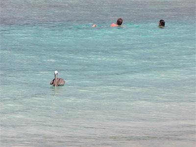 Pelicans in Smuggler's Cove