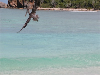 Pelicans in Smuggler's Cove