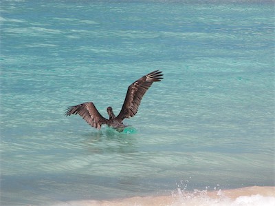 "Discover the thrilling tale of Smuggler's Cove 2004: The Pelicans are starving!"