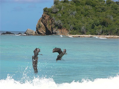 "Discover the thrilling tale of Smuggler's Cove 2004: The Pelicans are starving!"