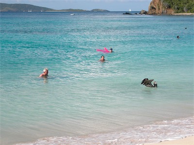 Pelicans in Smuggler's Cove