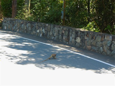 Leguan, North Shore Road, Cruz Bay, Saint John, USVI