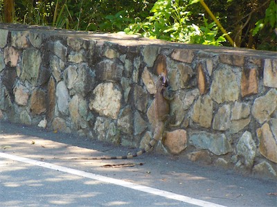 Leguan, North Shore Road, Cruz Bay, Saint John, USVI