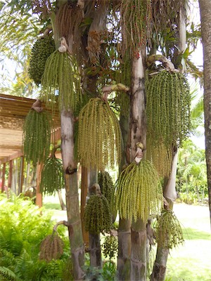 Caneel Bay Sugar Mill Restaurant, Resort, St. John USVI